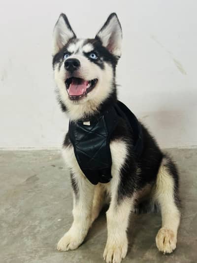 Siberian husky male dog 