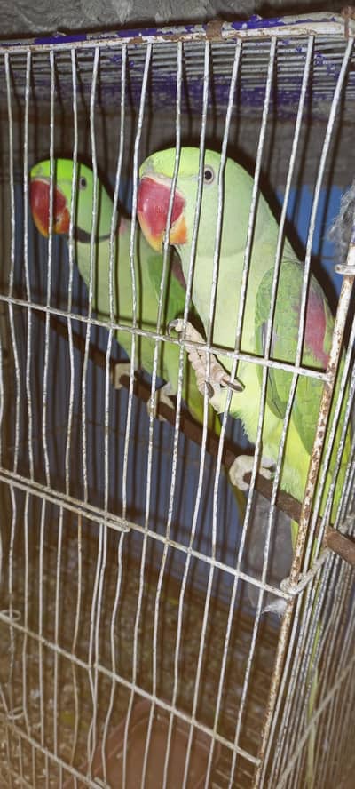 Adult Raw Parrot Pair For Sale