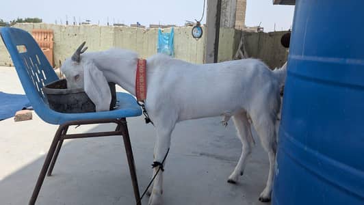 gulabi male for sale