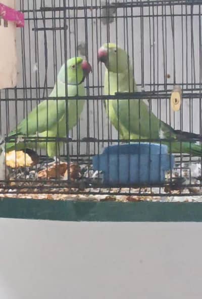 breeder pair ha full active baty be krty hn