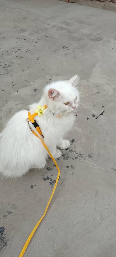 cat female