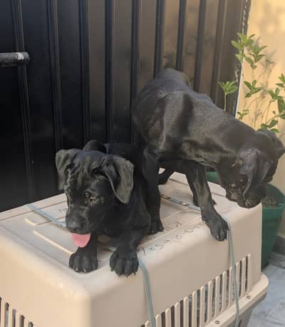 FCI line Cane Corso Puppies