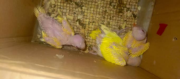 yellow ringneck chicks