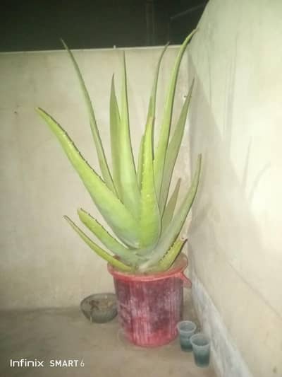 Alovera Plant