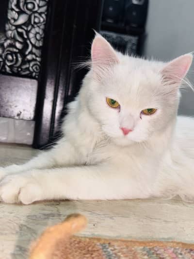 Persian Cat 7 month Age doll Face  cute