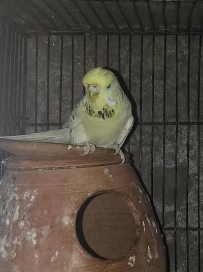 Crested male for sale  or change with hogoromo young piece 03052645299