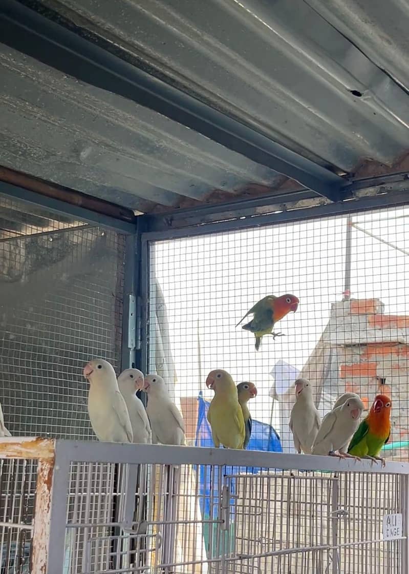 proper setup for sale - Parrots - 1115289830