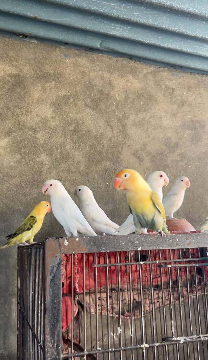 proper setup for sale - Parrots - 1115289830