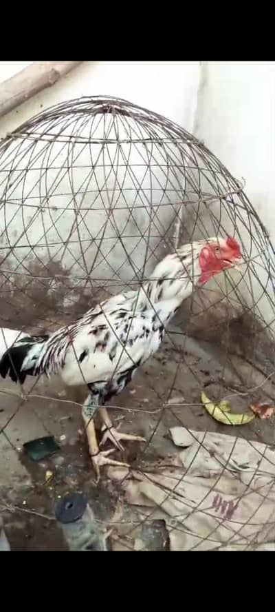 best breeder jahagiri aur amroha cross breed