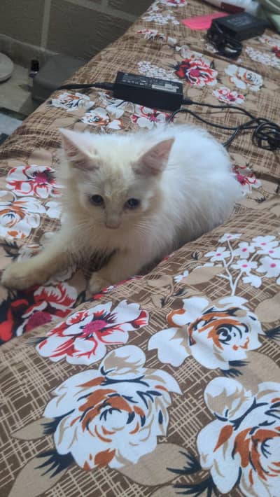 kitty