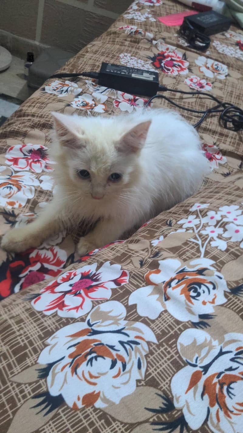 kitty 0