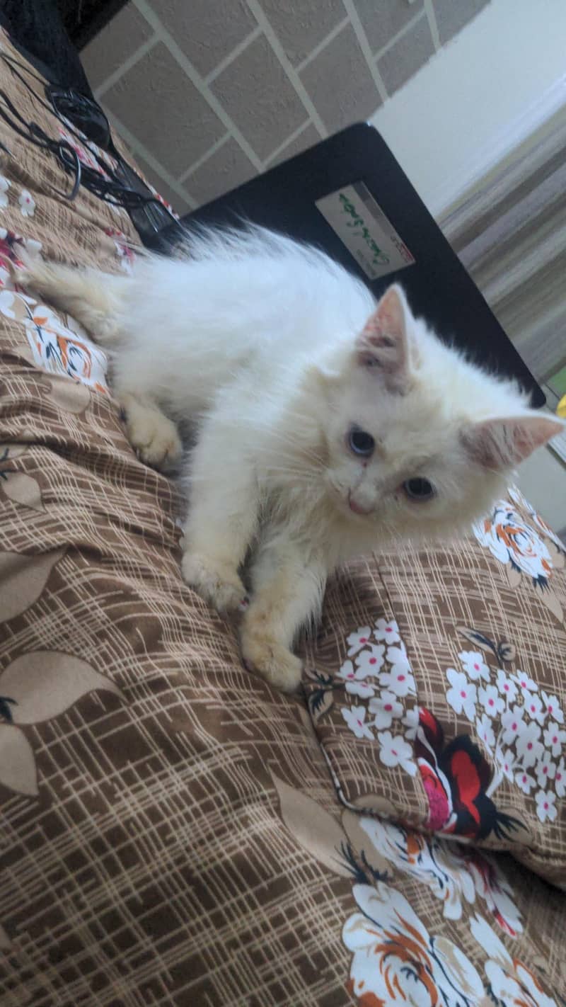 kitty 1