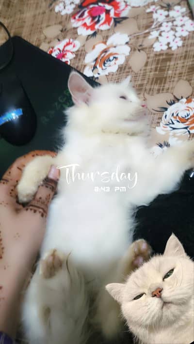 kitty