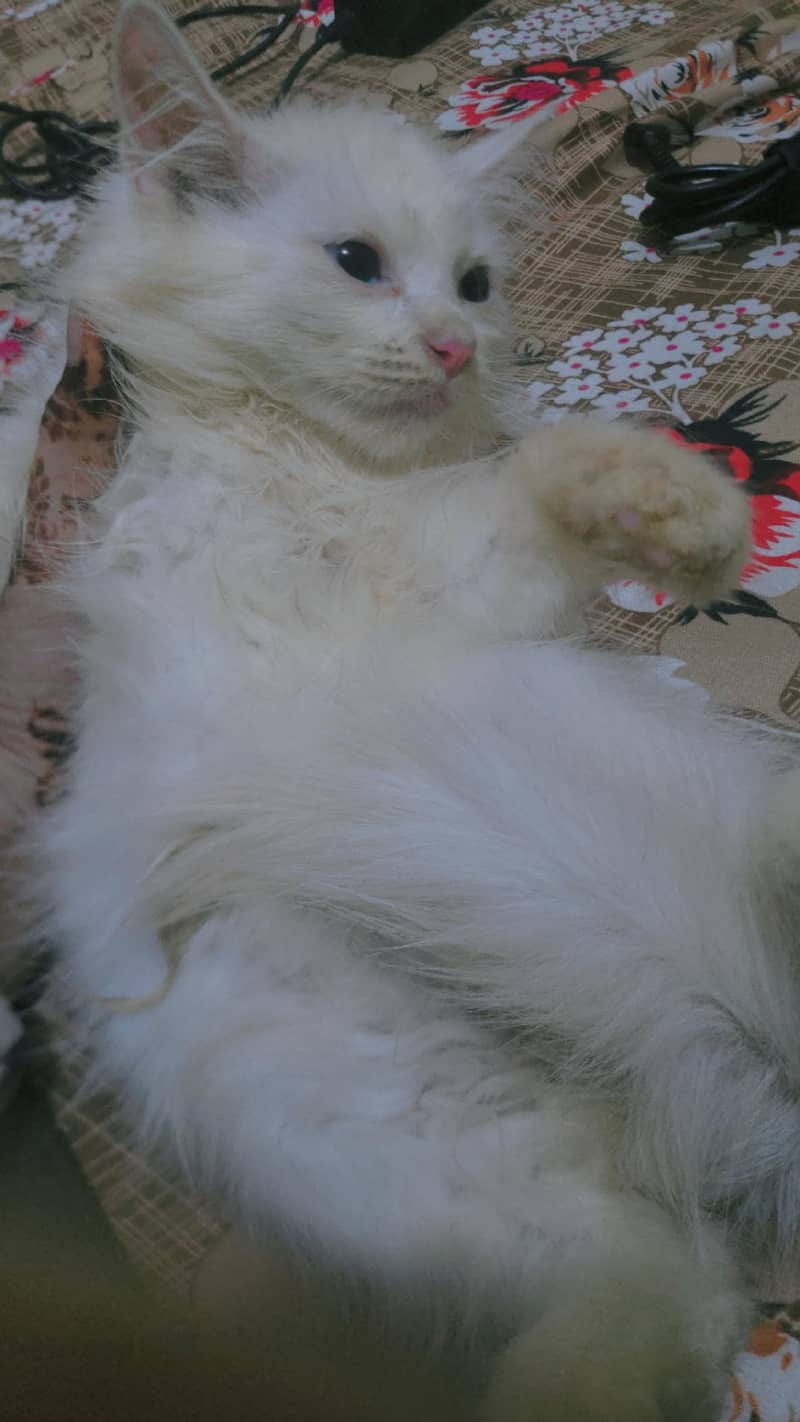 kitty 3