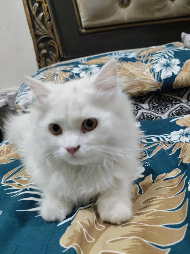 Persian 0