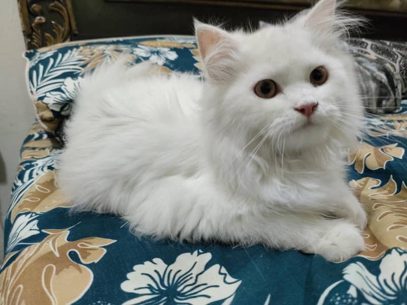 Persian 1