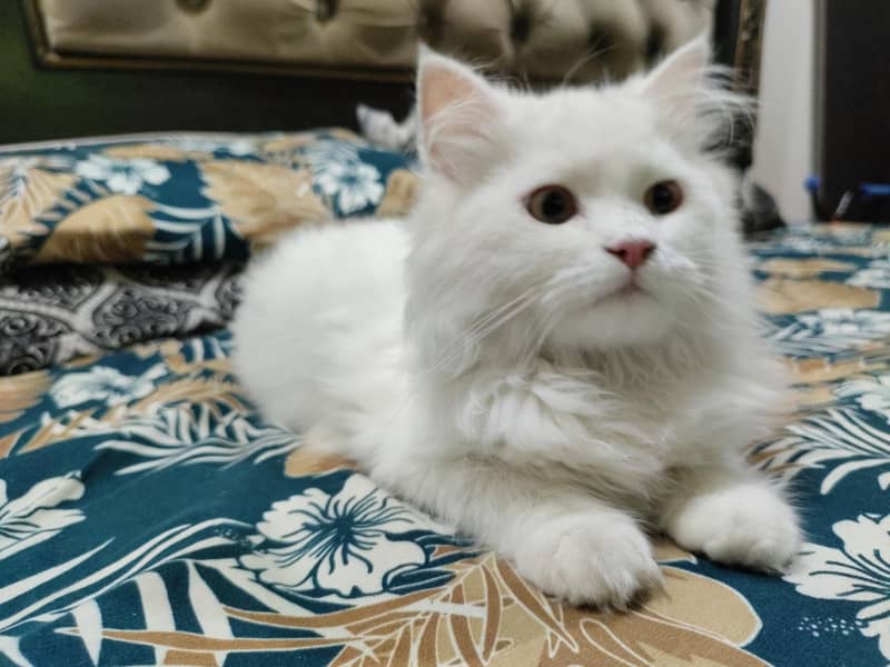 Persian 2