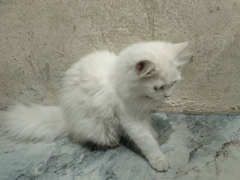Persian 3