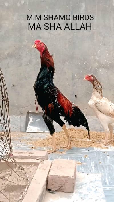 Swingneck Shamo Chicks