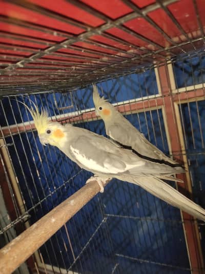 cocktail bareedr pair