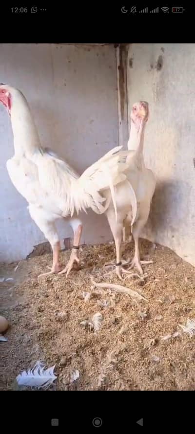 HIGH QUALITY AFGHANI QHANDHARI JORAY FOR SALE SHROT BEAK LOMG TAIL