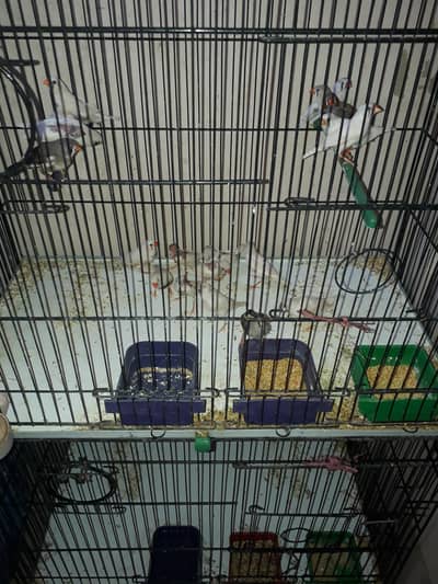 Finches Birds