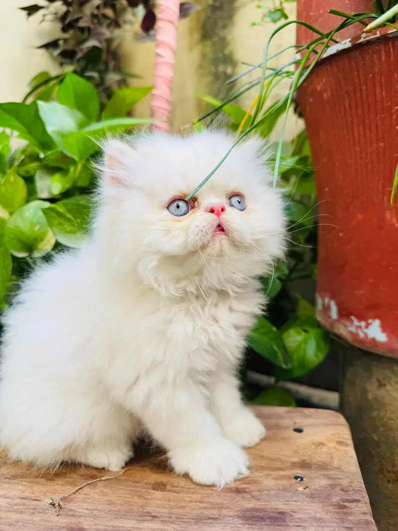 Persian Kitten | Piki Face | calico | bi pattern | peki face | kitty — photo 6