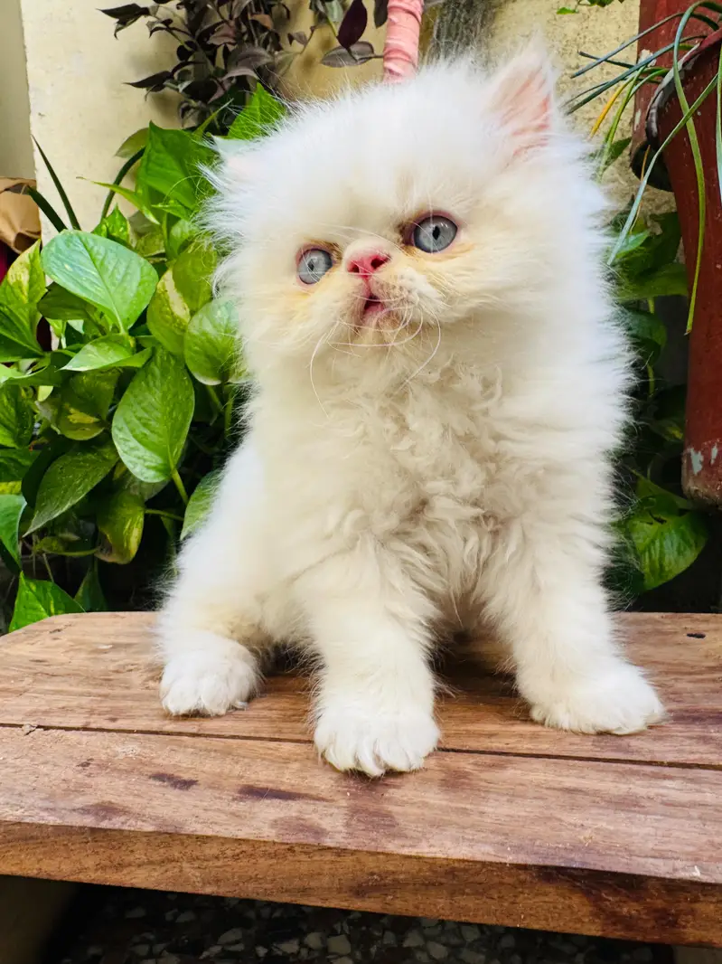 Persian Kitten | Piki Face | calico | bi pattern | peki face | kitty — photo 7