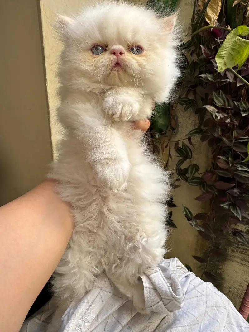Persian Kitten | Piki Face | calico | bi pattern | peki face | kitty — photo 9