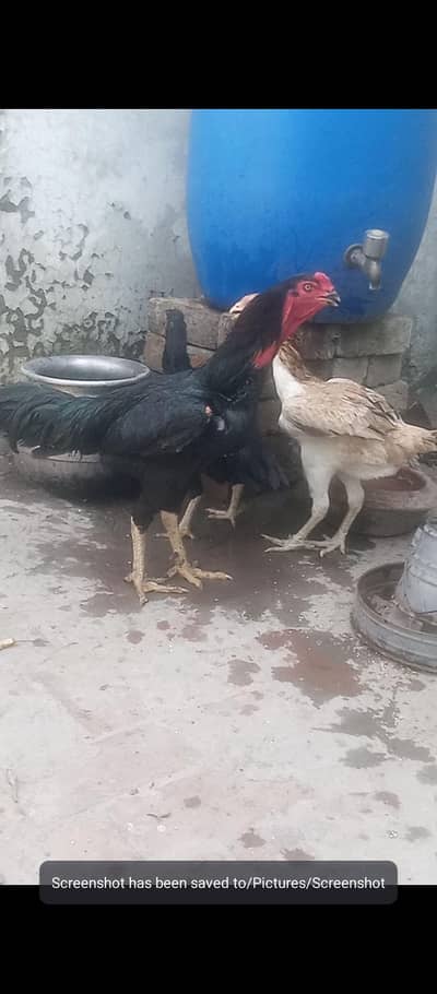 black mushka male nd 3 females for sale.