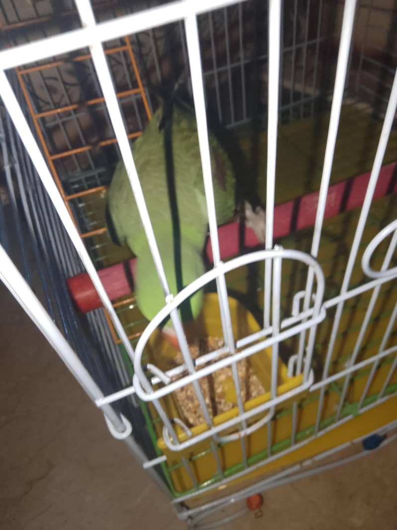 Raw parrot 0