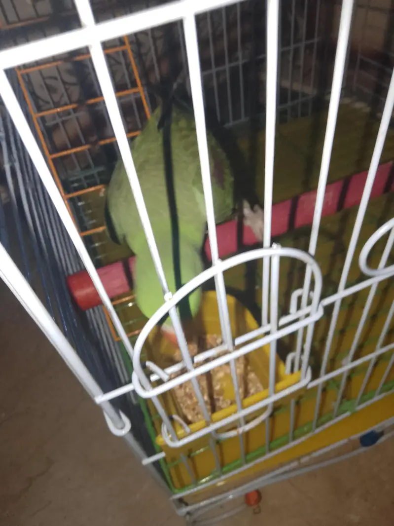 Raw parrot
