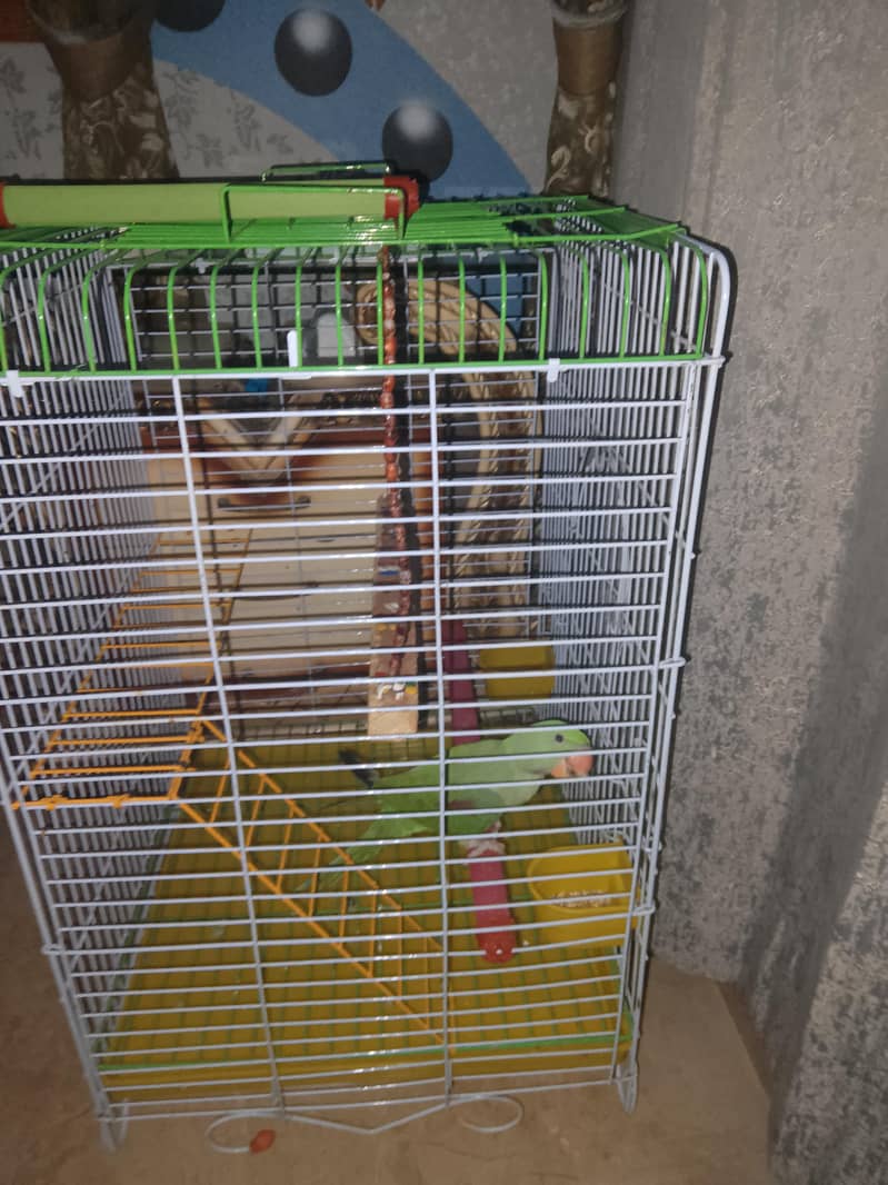 Raw parrot 1
