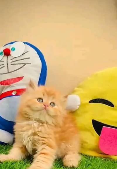 Persian cat triple cod for sale,my WhatsApp 03274272410