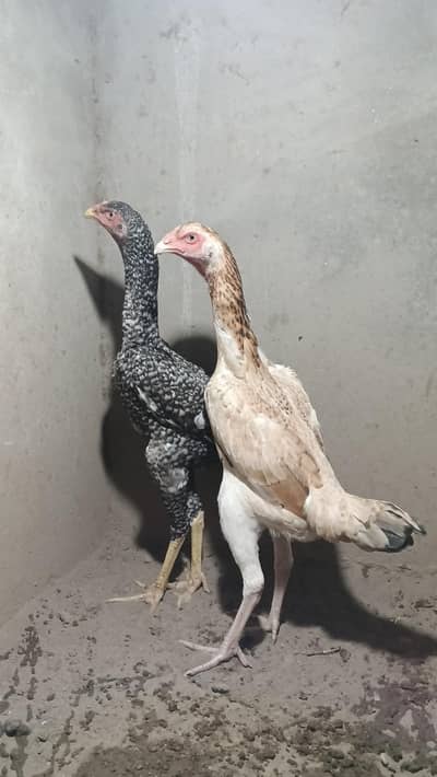 2 shamo madiye available