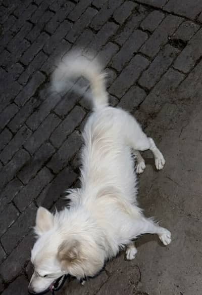 Russian Dog Bitch