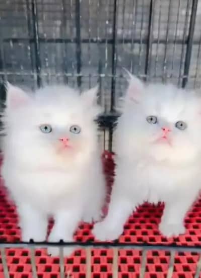 Persian cat triple cod for sale,my WhatsApp 03274272410