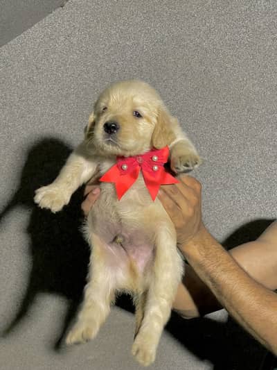 Golden Retriever Microchipped Pedigree Puppy