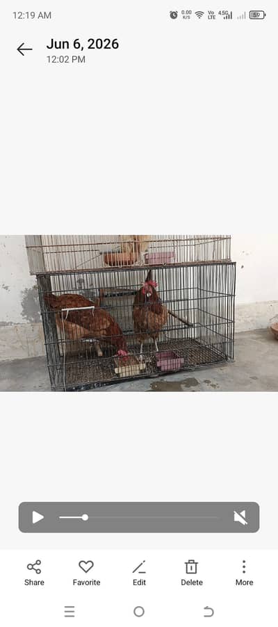 hen and birds folding cage