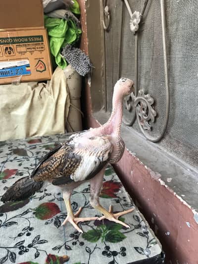High quality chicks available 3 piece