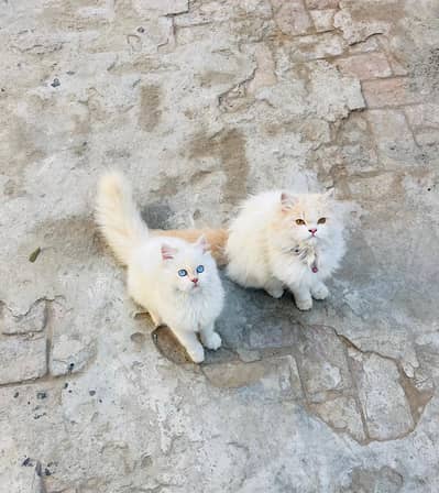 Cat pair Or 3 cat baby b For sale Hein pair ke ilawa