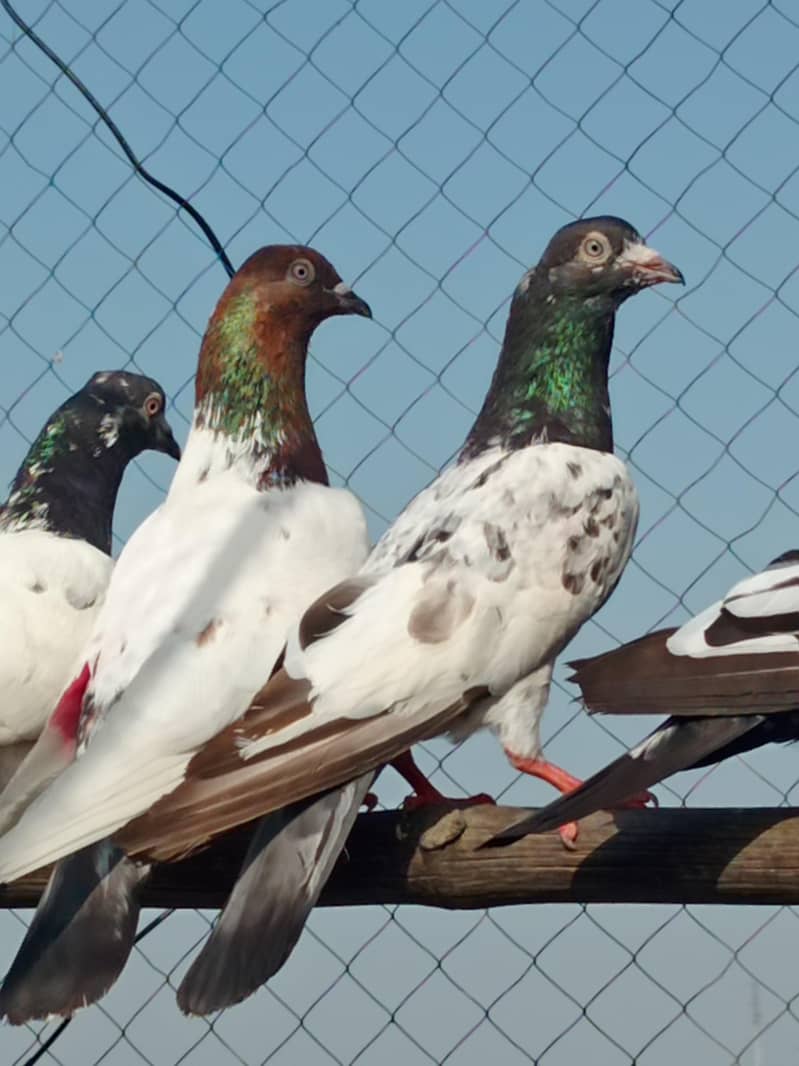 kabootar 2