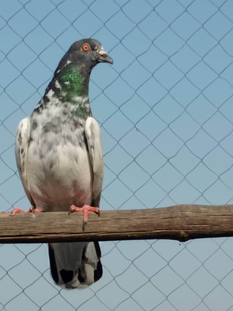 kabootar 3