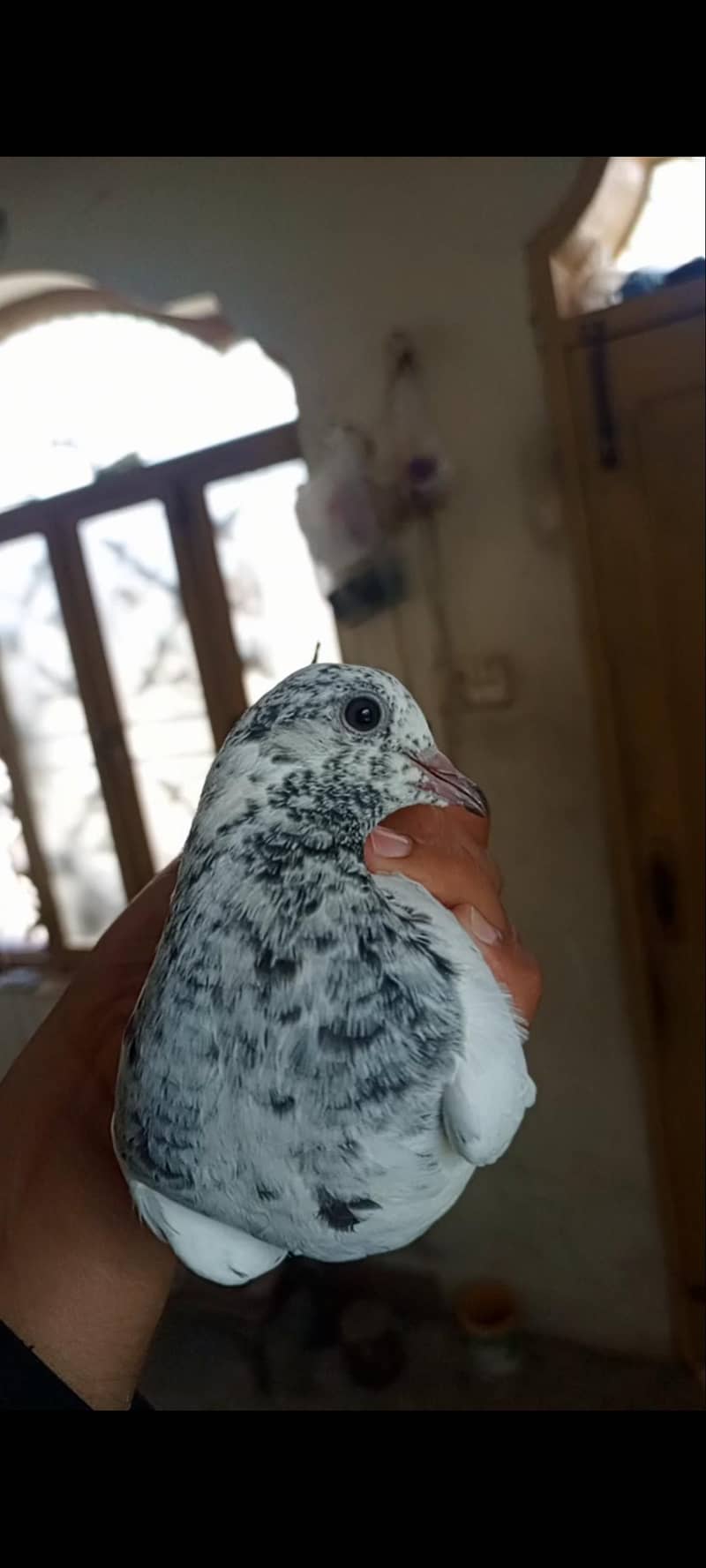 kabootar 5