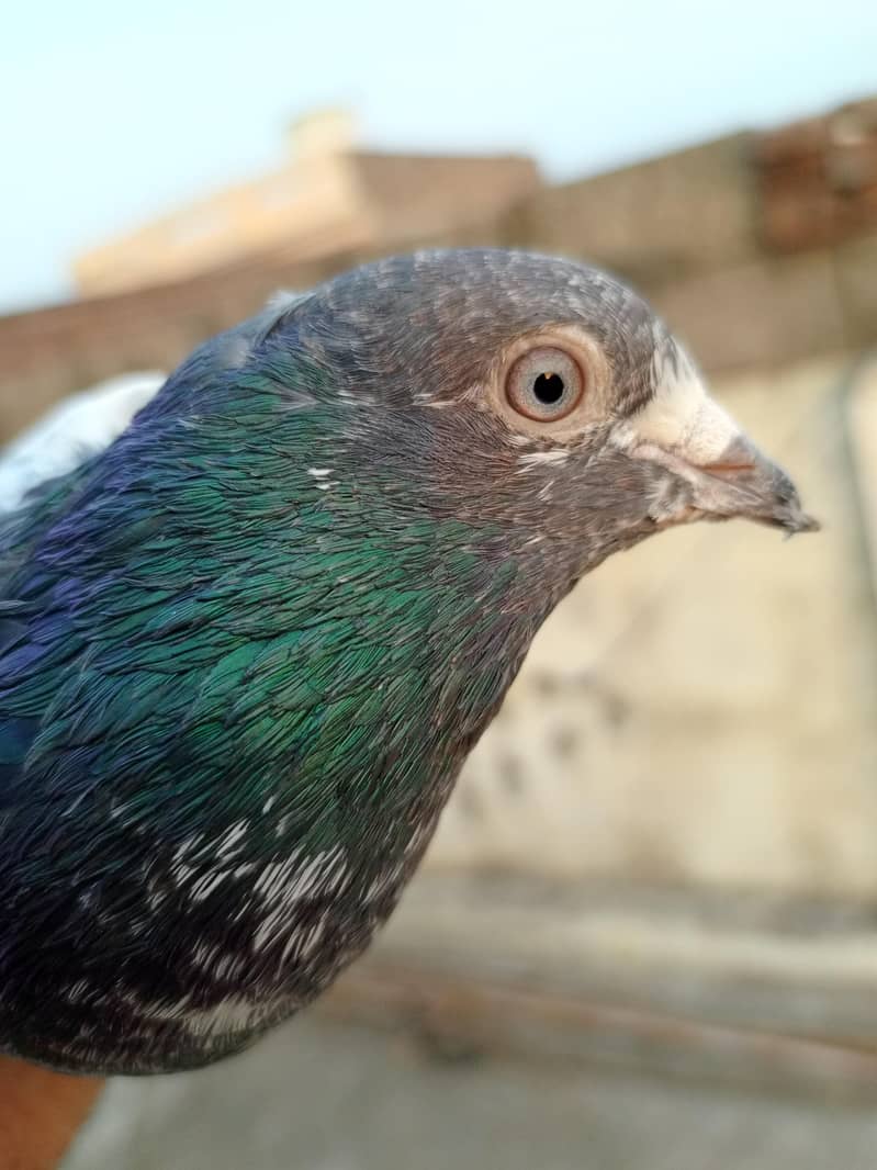 kabootar 12