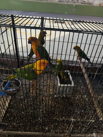 Jenday conure breeder pair with 3 self chicks