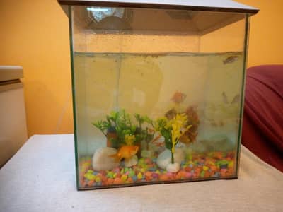Beautiful small aquarium of fish (urgent sale)
