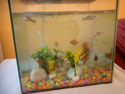 Beautiful small aquarium of fish (urgent sale)