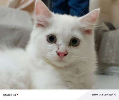 kittens for sale