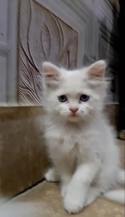 Persian kitten for sale Price-11500rs